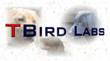 T-Bird Labs - Retriever Training, Started dogs, puppies